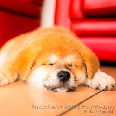 むくむくもふもふ 秋田犬 カレンダー 2019（7月写真のみ）