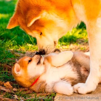 むくむくもふもふ 秋田犬 カレンダー 2019（8月写真のみ）