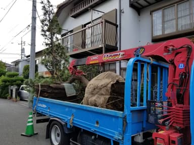 植木の里親活動３