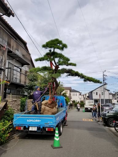 植木の里親活動４