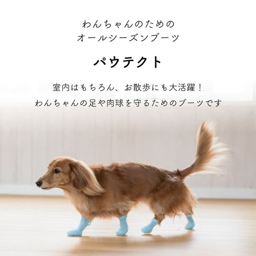 SNSでも話題のカラフルな犬用ブーツ“パウテクト”が
有名テレビ局の番組で10月4日に紹介！