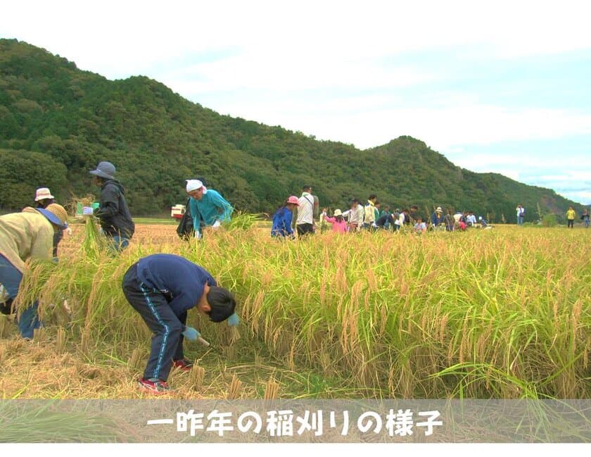 白鶴酒造が“山田錦発祥の地”で「稲刈りイベント」を開催！
独自開発した酒米『白鶴錦』の稲刈り　参加応募受付開始