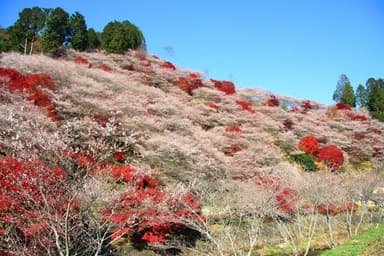 小原四季桜(川見四季桜の里)