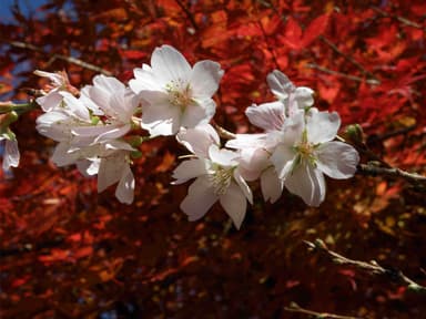 小原四季桜2