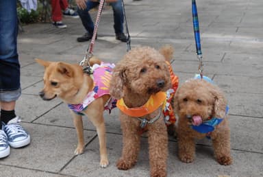 保護犬ふれあい会