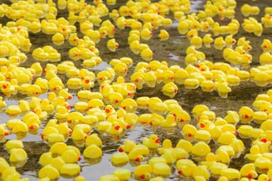 1万羽のあひるが池に浮かびます