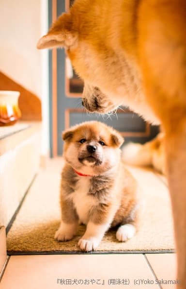 秋田犬のおやこ（翔泳社）_掲載写真2