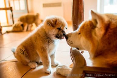 秋田犬のおやこ（翔泳社）_掲載写真3