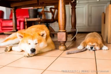 秋田犬のおやこ（翔泳社）_掲載写真5