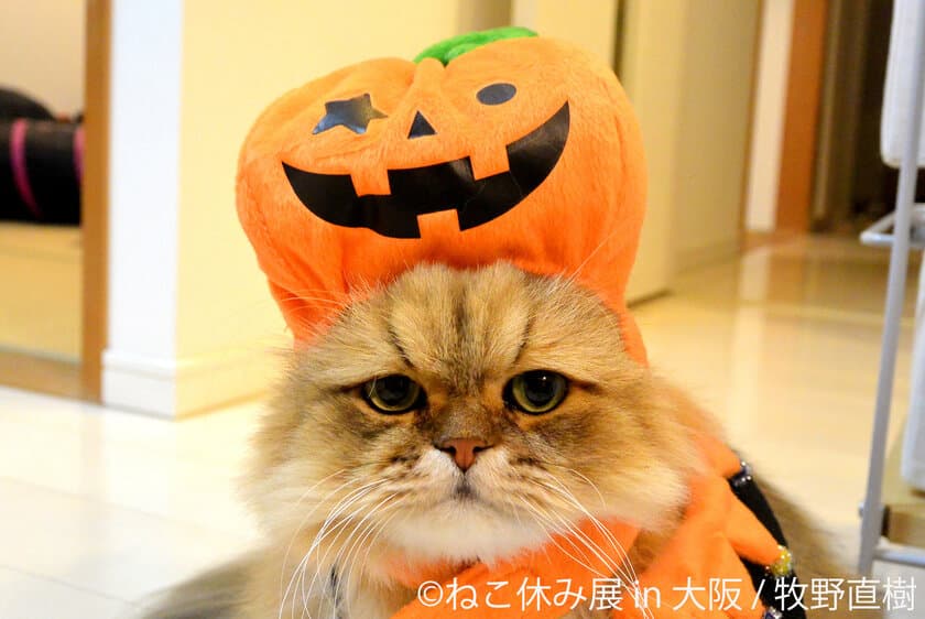 「ねこ休み展」1年半ぶり大阪開催！ハロウィン猫など新作登場
　ガンバ大阪とのコラボ作品や限定グッズ盛りだくさん