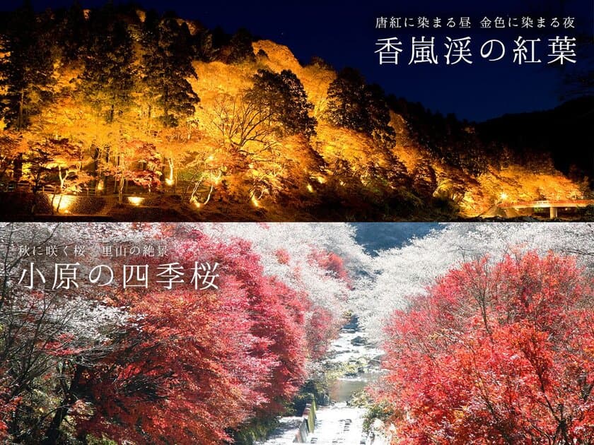 今秋一押し愛知県豊田の紅葉スポットがもうすぐ見ごろ！
“香嵐渓vs小原の四季桜”2つの名所を巡る直行バスも運行　
『香嵐渓もみじまつり』・『小原四季桜まつり』11月30日まで開催