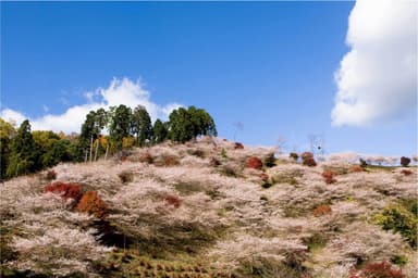 小原四季桜3