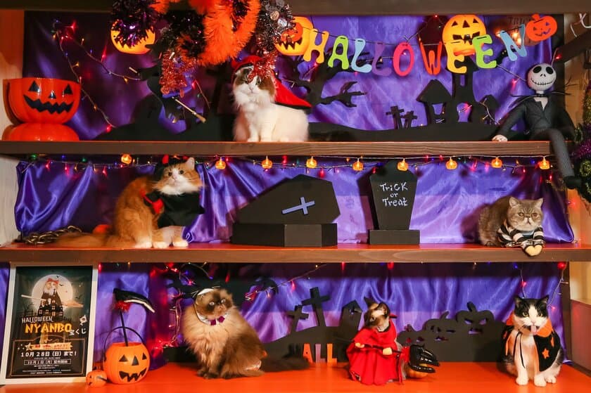 猫カフェ 猫家のハロウィン限定イベント
「ハロウィンニャイト」
イルミネーションならぬイルミニャーションをバックに、
仮装の猫さんと“記念ニャ真”をパチリ