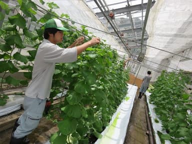 栽培実習の様子