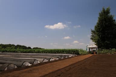 横浜片倉町の畑