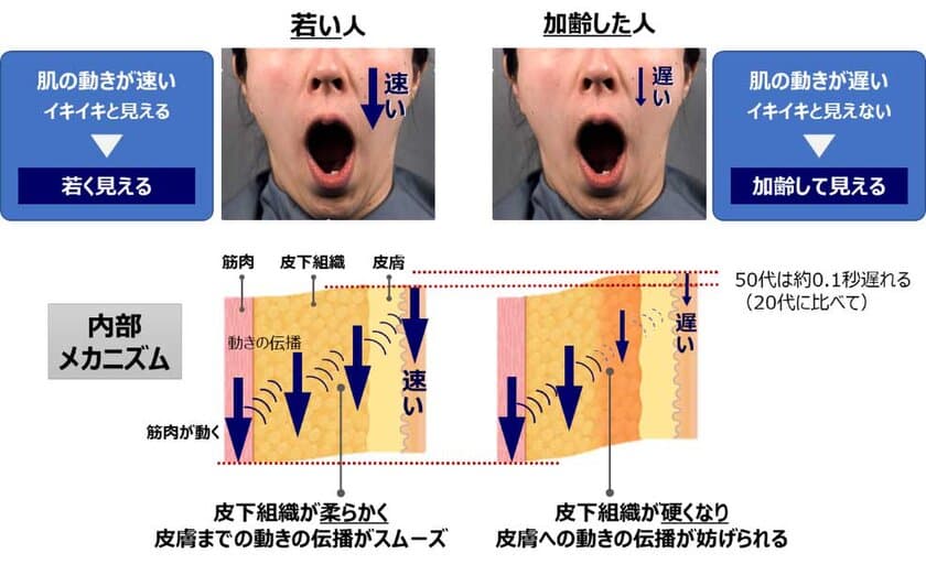 工学院大学、肌の動きのタイムラグによる老化印象の原因を解明
～ポーラ化成工業との共同研究成果を世界的に権威ある
化粧品技術者学会で発表～