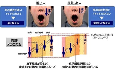 図1「肌の動きと年齢印象の関係」