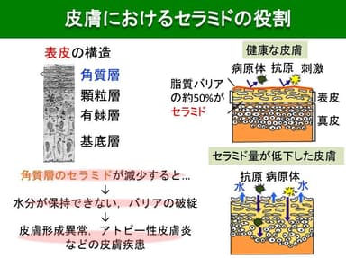 五十嵐先生発表時のスライド