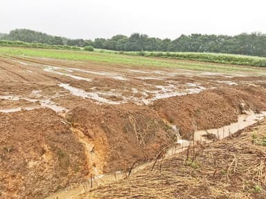 ゲリラ豪雨でにんじん畑流出