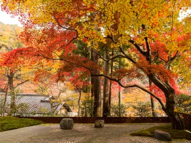 【星のや京都】奥の庭・秋(2).jpg