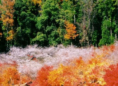 小原・四季桜1