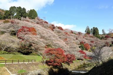 小原・四季桜2