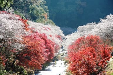 小原・四季桜3