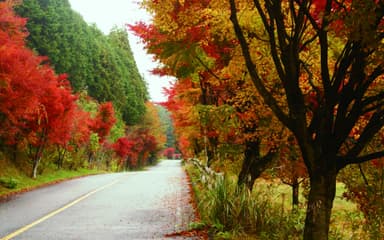 もみじ街道