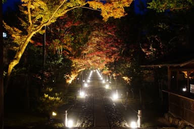 色とりどりの紅葉が楽しめる参道