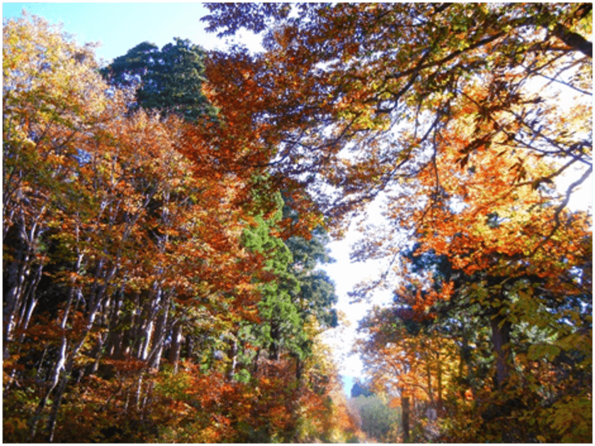 「立山の紅葉と歴史をめぐる旅」でこの時季だけの絶景を
見どころ満載の散策ルートとパワースポットでリフレッシュ！