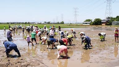 田植え