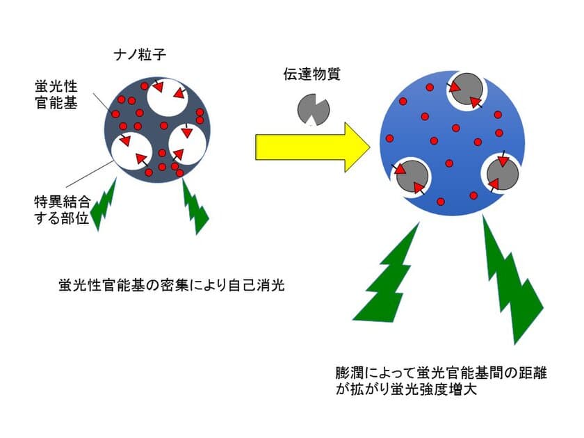 プラスチックのナノ粒子で
神経伝達物質の動きを可視化する技術を開発