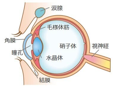 目の断面図