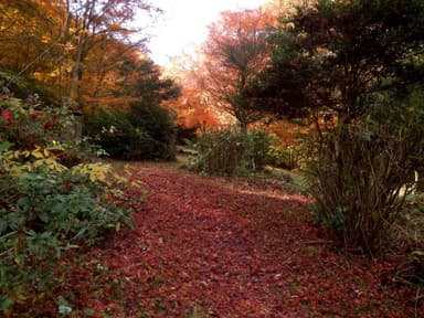 紅葉の神野山