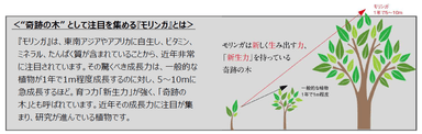 “奇跡の木”として注目を集める『モリンガ』とは