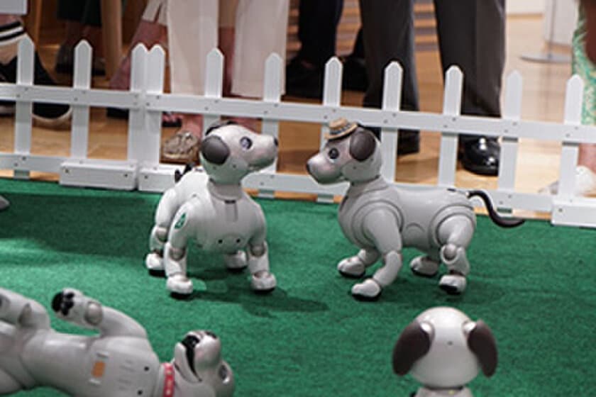 関西初！犬型ロボット「aibo」がいっぱい！
aiboオーナーも、そうでない方も楽しめるイベントが大阪・梅田で開催。