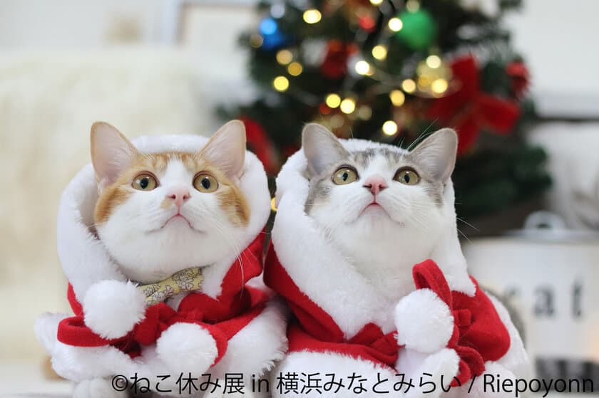 サンタ姿の猫たち集合！「ねこ休み展」1年ぶり横浜で開催
　X'masからお正月まで新作＆立体作品400点以上