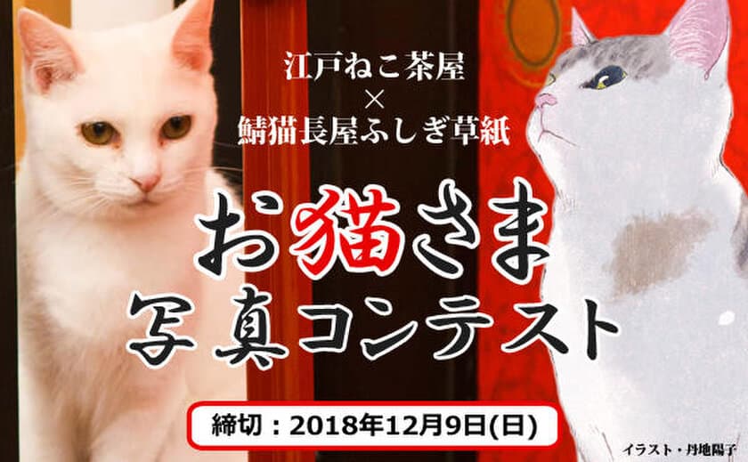 江戸ねこ茶屋×鯖猫長屋ふしぎ草紙
「お猫さま写真コンテスト」を開催