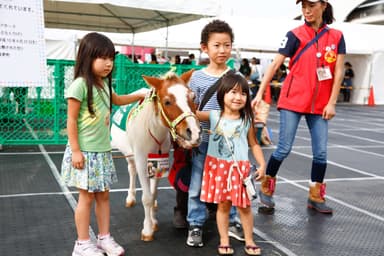 馬とのふれあい