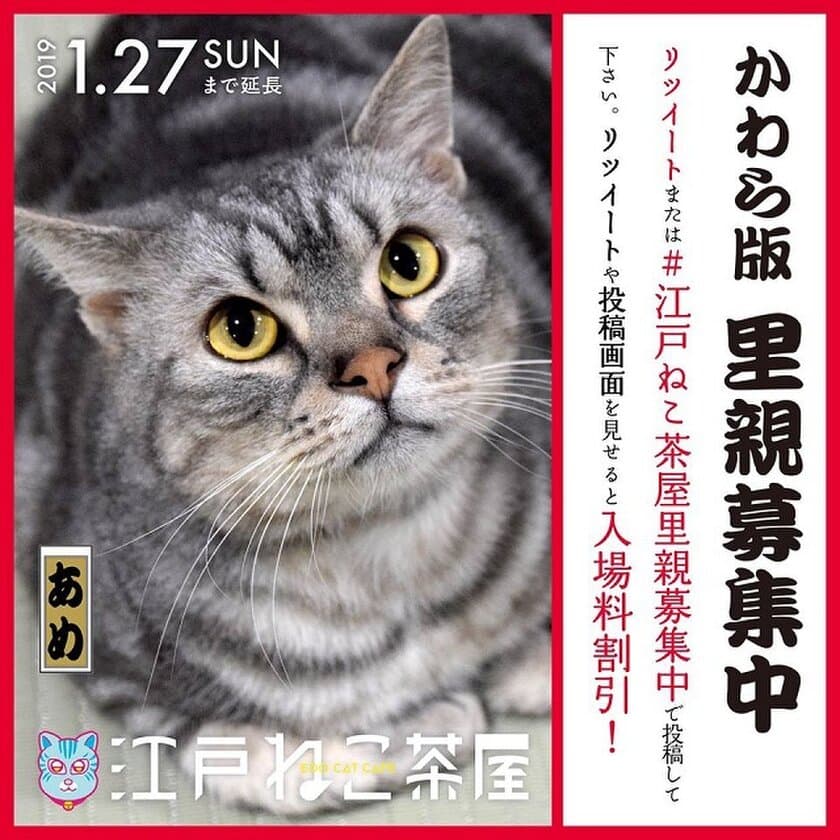 “江戸長屋”で暮らす50匹の保護猫の里親探し　
江戸版猫カフェ「江戸ねこ茶屋」が里親募集を強化