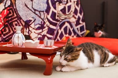 「江戸ねこ茶屋」の会場内の様子4