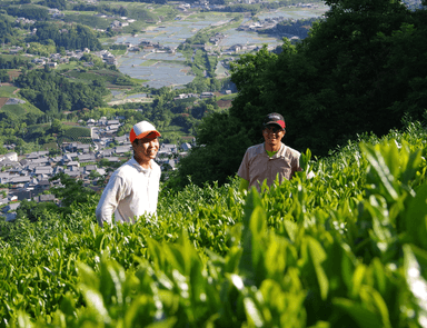 一番茶収穫前の様子