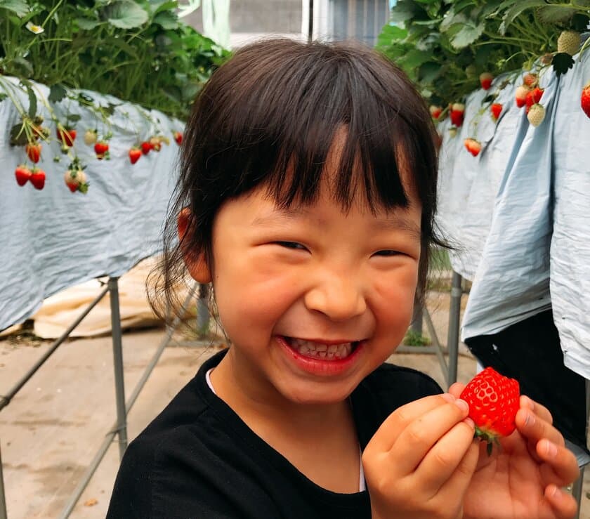 “学んで遊べて、そして食べられる”いちご狩り1/3オープン！
最新 太陽光利用型環境制御ハウスを利用した＠FARMのいちご狩り