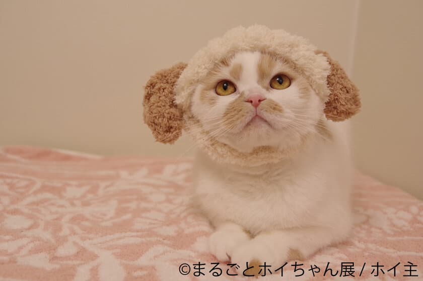 ねこ休み展スピンオフ企画「まるごとホイちゃん展」！
常連作家陣とのコラボグッズ多数で、1/16～1/21・大阪開催