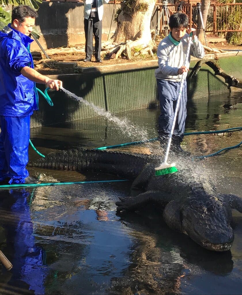 年末の風物詩！ワニの背中を“ゴシゴシ”ブラッシング！
熱川バナナワニ園、恒例の「ワニ池大掃除」を12/27実施