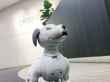 CROSSCOOP 仙台オフィスのaibo