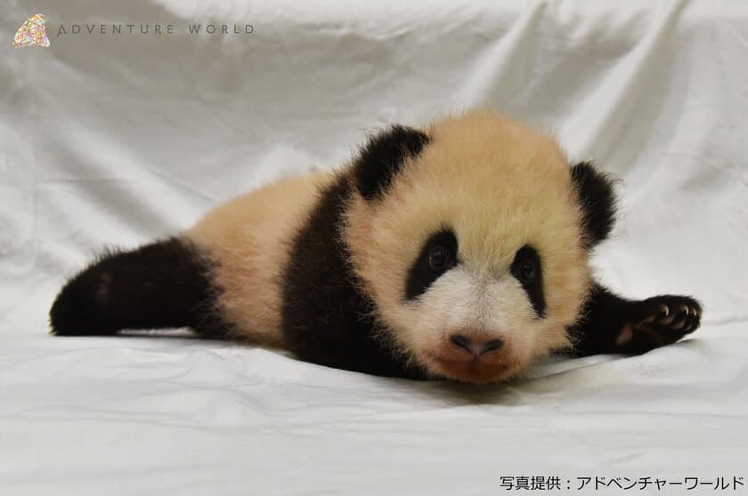 魅力あふれる和歌山をぶらり旅
「赤ちゃんパンダ誕生！和歌山ほっこり探訪」
　12月29日（土）ひる2時30分から！