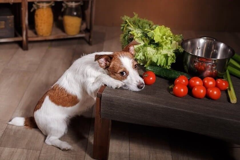 【ペット保険のアイペット】
犬の異物誤飲を半数以上の飼育者が経験！？
最も異物誤飲が起きやすいのは「一緒にいて、少し目を離したとき」
～犬の異物誤飲に関する調査～