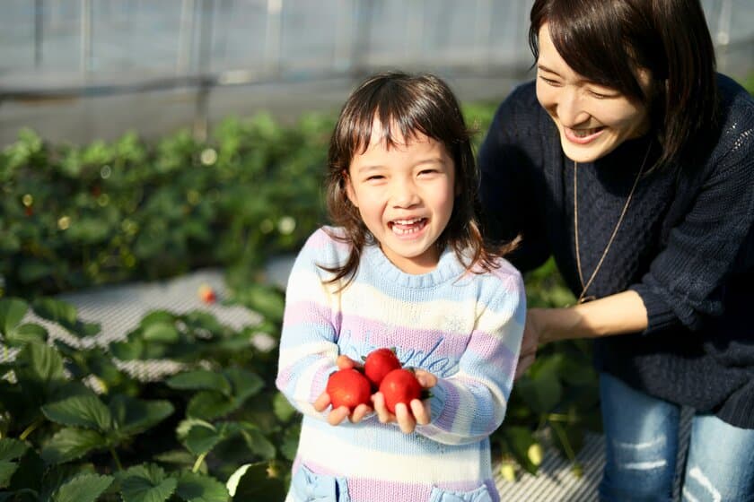 1月15日は「いちご王国・栃木の日」。
今年もいちご狩りのシーズン到来！！
半世紀にわたり生産量日本一の栃木県「いちご王国」へ