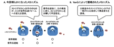 図2　今回新たに提唱したD14によるストリゴラクトン信号伝達メカニズムのモデル図（A）とこれまでに提唱されていたメカニズムのモデル図（B）。